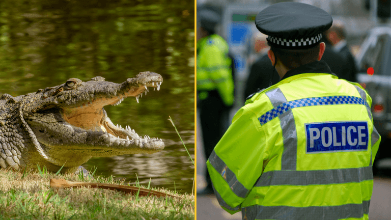 Police issue update as man arrested after three-year-old ended up in crocodile enclosure Police issue update as man arrested after three-year-old ended up in crocodile enclosure