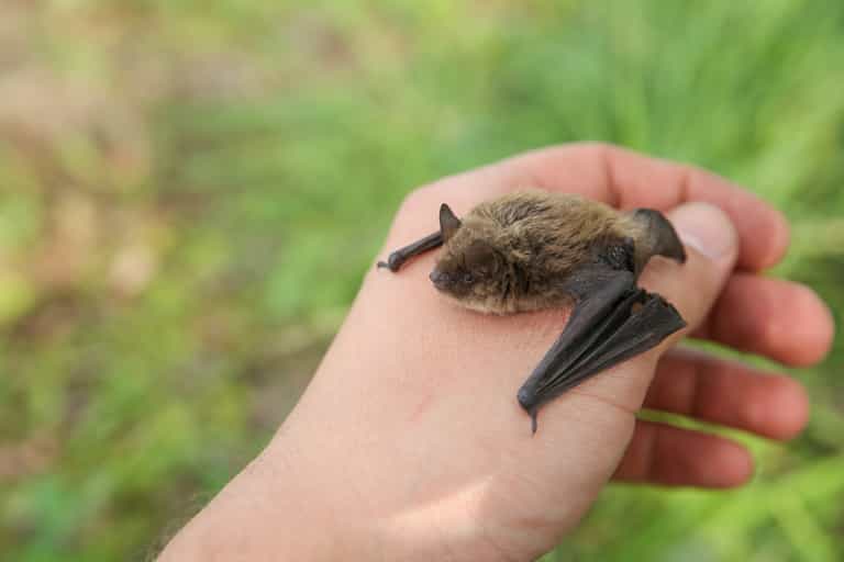 Boy, 11, dies of rabies after waking to bat on his face Boy, 11, dies of rabies after waking to bat on his face
