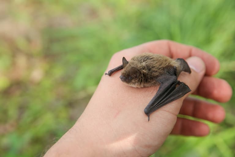 Boy, 11, dies of rabies after waking to bat on his face Boy, 11, dies of rabies after waking to bat on his face