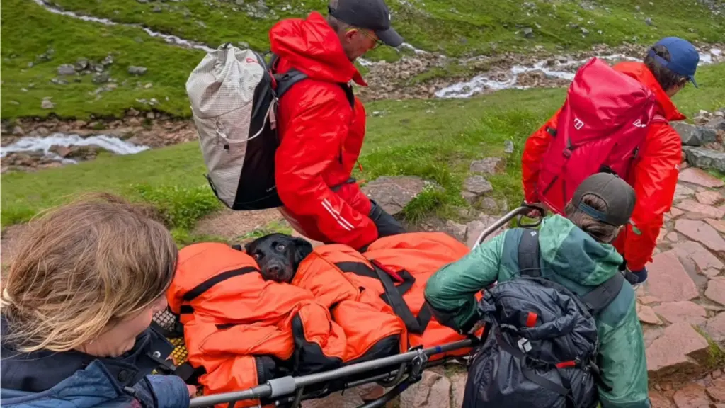 ‘Stoned’ dog rescued from Ben Nevis after ‘eating discarded cannabis’