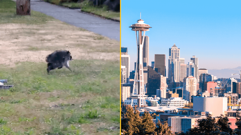 ‘Mutant’ creature named Jimothy leaves US city baffled ‘Mutant’ creature named Jimothy leaves US city baffled