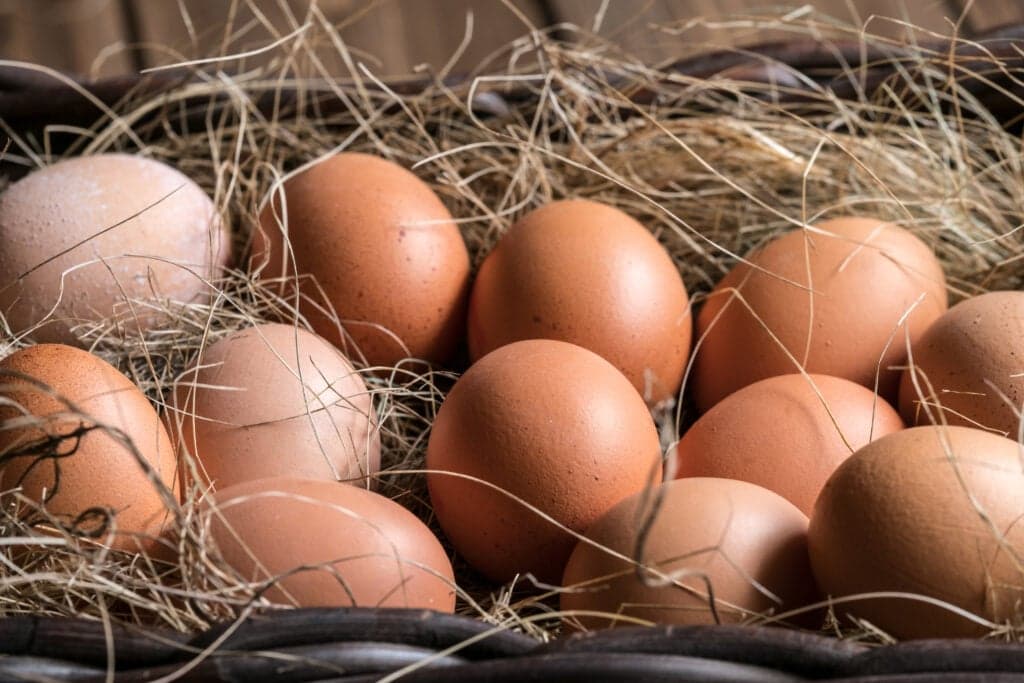 One dead and 207 ill in UK salmonella outbreak linked to imported eggs