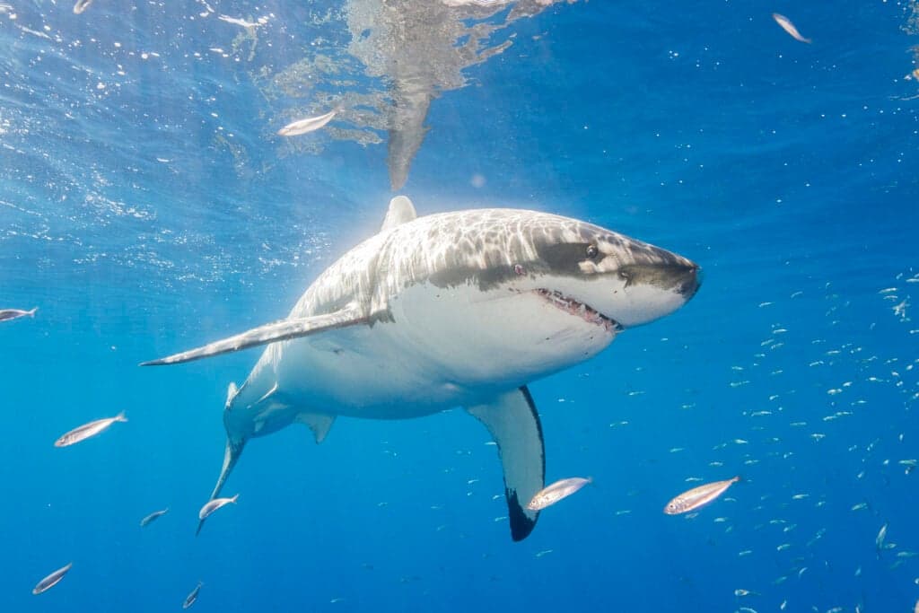 Great white sharks are ‘already in UK’ as they head further north