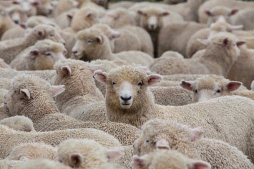 More cases of deadly bluetongue virus detected in Scotland