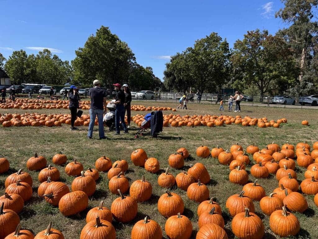 UK heatwave wipes out this year’s pumpkin picking season