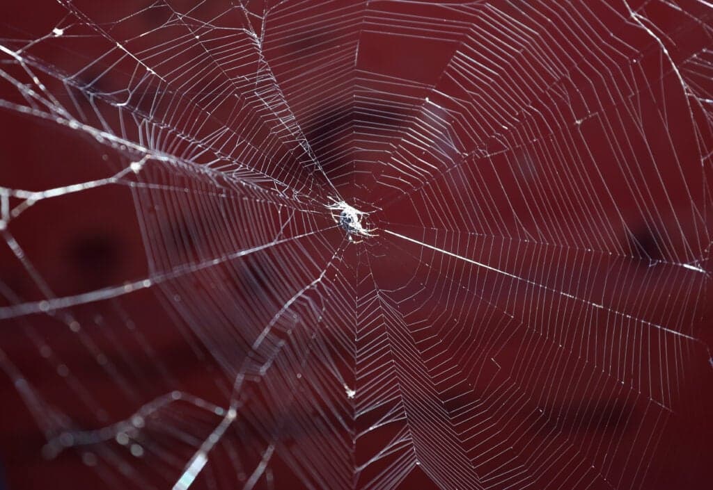 Why you may spot more spiders at your home in Autumn and how to deal with them