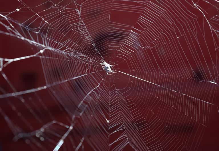 Why you may spot more spiders at your home in Autumn and how to deal with them Why you may spot more spiders at your home in Autumn and how to deal with them