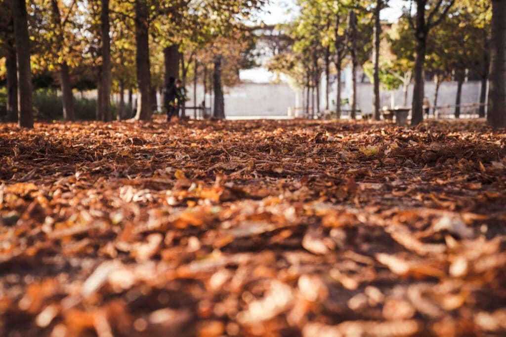 Why we call it autumn when Americans call it fall – and which word came first