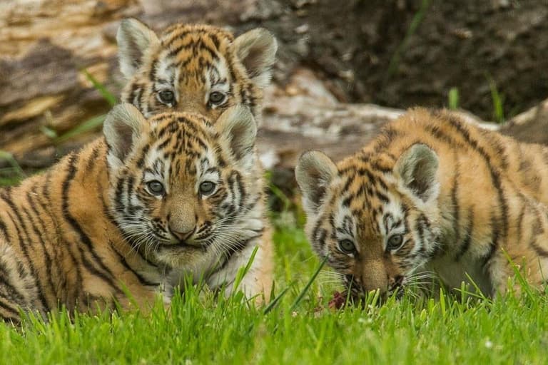 Yorkshire Wildlife Park confirms fate of tiger that mauled man in fatal attack Yorkshire Wildlife Park confirms fate of tiger that mauled man in fatal attack