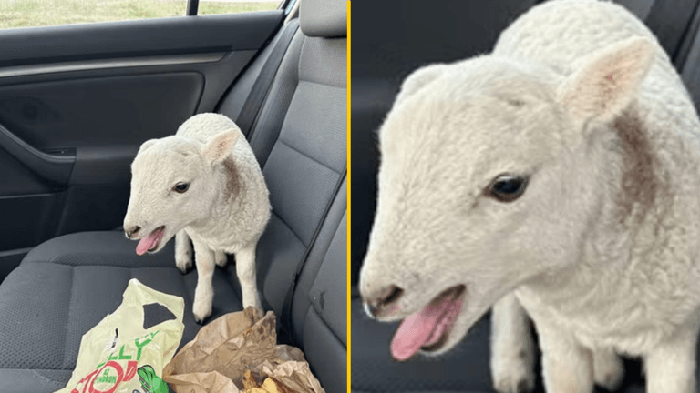 Police pull over driver and find £10,000 of heroin and cocaine, a lamb and a bag of chips Police pull over driver and find £10,000 of heroin and cocaine, a lamb and a bag of chips