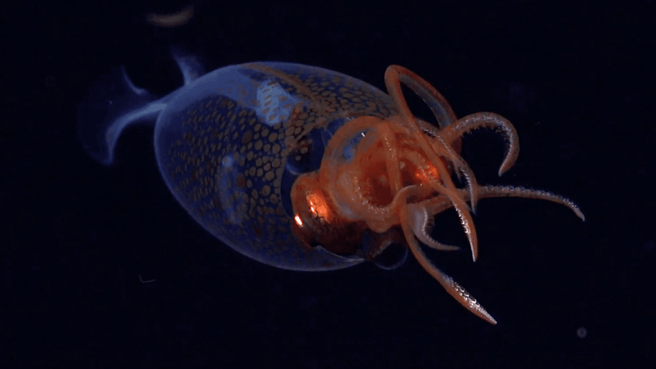 Scientists stunned by extremely rare colossal sea creature caught on camera for first time