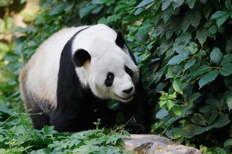 People love this video of pandas being complete dicks just like you and me