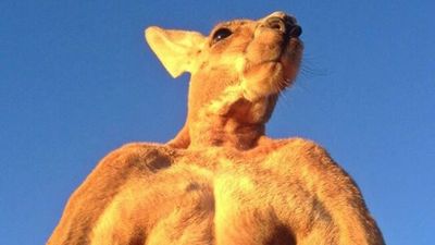 The terrifying moment a cyclist is nearly ambushed by a mob of zombie-like kangaroos (video)