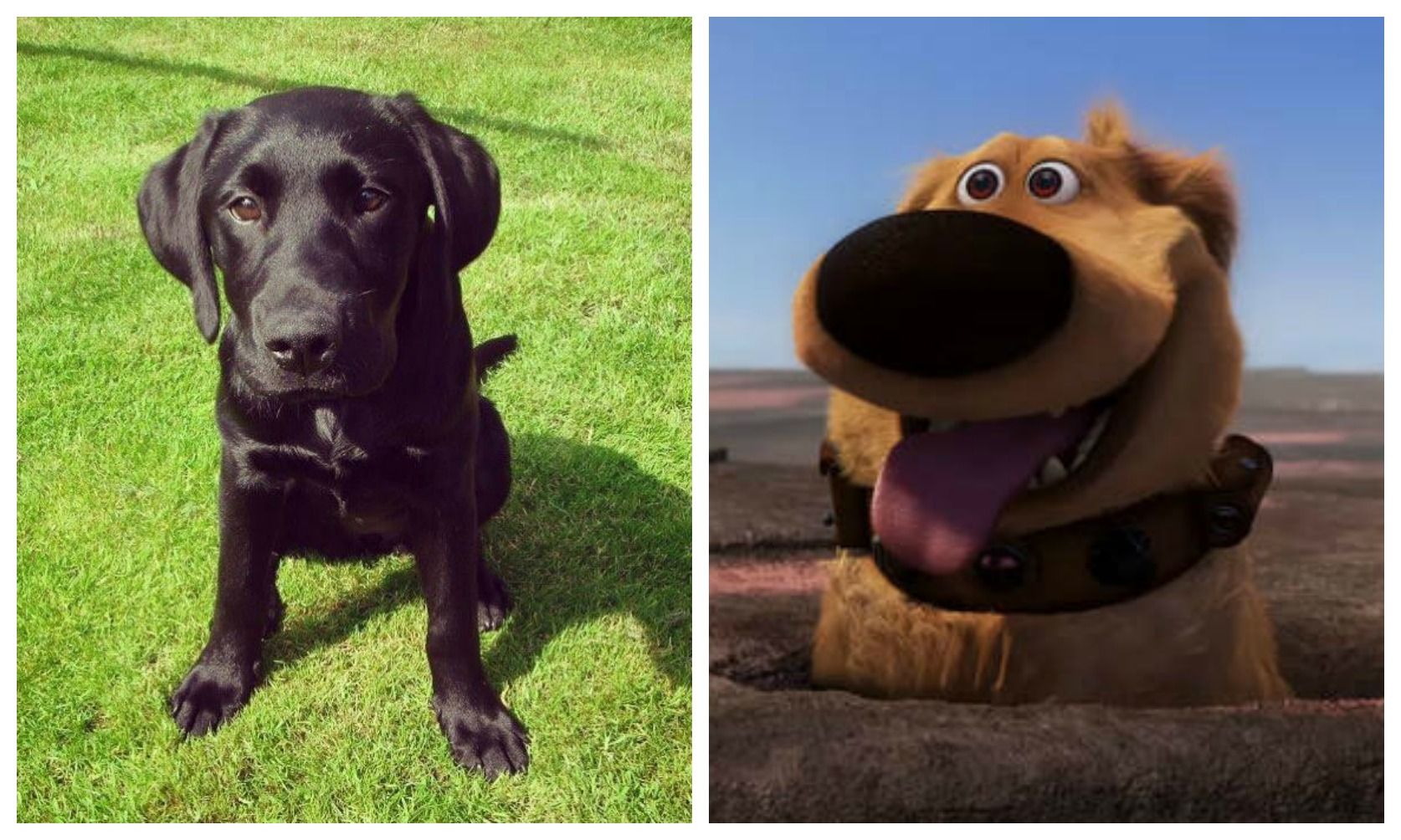 automat udslæt Detektiv You can now use Snapchat to make your dog look like Dug from Disney Pixar's  Up - JOE.co.uk