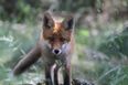 Guy wakes up after big night out to find a fox ‘trying to pull his trousers off’