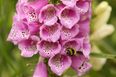 How to get 2025 RHS Chelsea Flower Show tickets