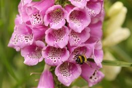 How to get 2025 RHS Chelsea Flower Show tickets