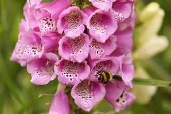 How to get 2025 RHS Chelsea Flower Show tickets