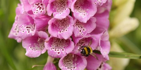 How to get 2025 RHS Chelsea Flower Show tickets