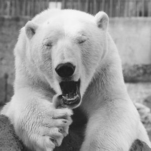 Polar Bear