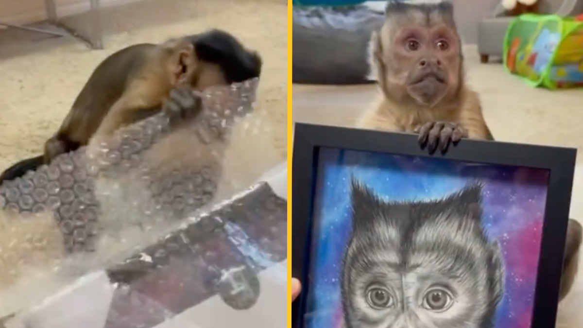 monkey listening to cars meme｜TikTok Search