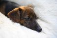 Classic FM to play calming music for anxious pets during bonfire night
