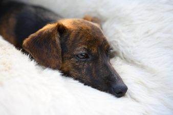 Classic FM to play calming music for anxious pets during bonfire night