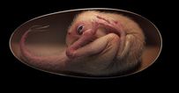 Scientists discover perfectly preserved dinosaur embryo inside fossilised egg