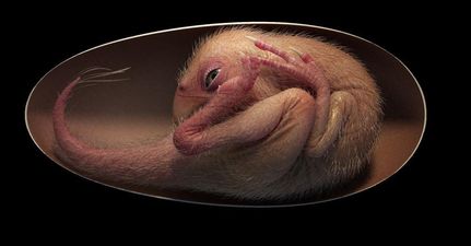 Scientists discover perfectly preserved dinosaur embryo inside fossilised egg