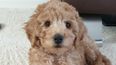 Owners forced to put eight-month-old puppy to sleep after dog salon visit