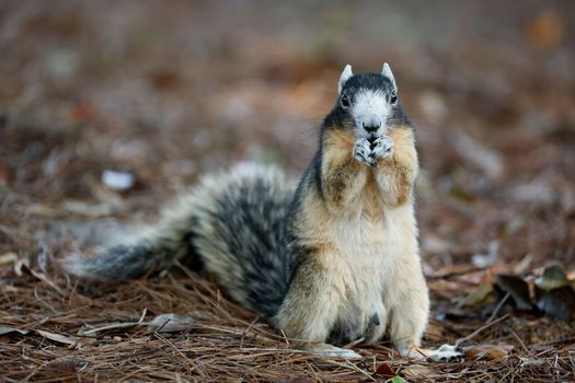 Squirrels have turned carnivorous and no one knows why