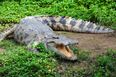 Croc shot dead after attacking and biting woman’s leg