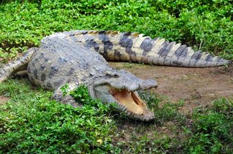 Croc shot dead after attacking and biting woman’s leg