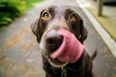 Here’s how often you should feed your dog – the results even surprised scientists