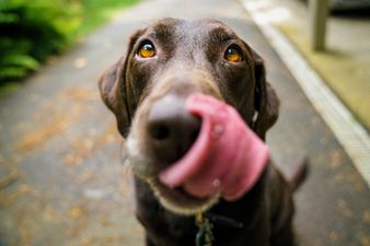 Here’s how often you should feed your dog – the results even surprised scientists