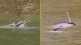 Footage of two male dolphins getting ‘sexually aroused’ with anaconda in mouths confuses researchers
