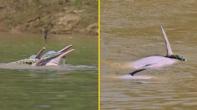 Footage of two male dolphins getting ‘sexually aroused’ with anaconda in mouths confuses researchers