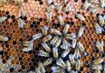 Honeybees first non-human animals to differentiate between even and odd numbers