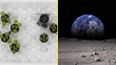 Scientist ‘astonished’ with breakthrough as Moon soil grows plants for the first time