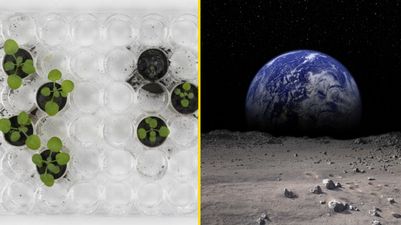 Scientist ‘astonished’ with breakthrough as Moon soil grows plants for the first time