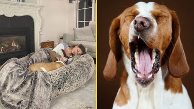 World’s first human dog bed is finally available for pet owners