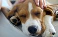 Heartbroken dog cries every night after being put in shelter for second time