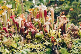 People picking meat-eating penis plants have been warned to stop immediately