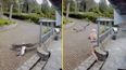 Topless mum in her undies rescues pet goose from bald eagle in crazy video