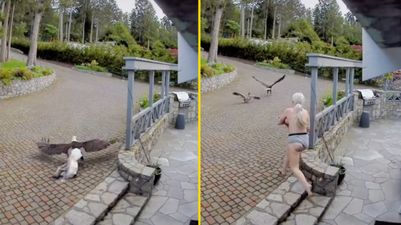Topless mum in her undies rescues pet goose from bald eagle in crazy video