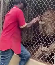 Shocking moment lion rips off man’s finger after he sticks his hand into zoo cage