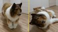 Japanese man spends £12,480 to look like a border collie – and it kind of works