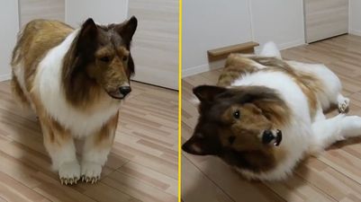 Japanese man spends £12,480 to look like a border collie – and it kind of works
