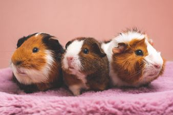 Pets may have to be culled to prevent spread of monkeypox, report claims