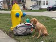 Dog abandoned on street with bag full of toys and heartbreaking note from owner